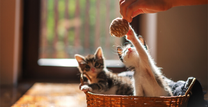 Kitten development: when does a kitten become a cat?