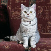 BRITISH SHORTHAIR