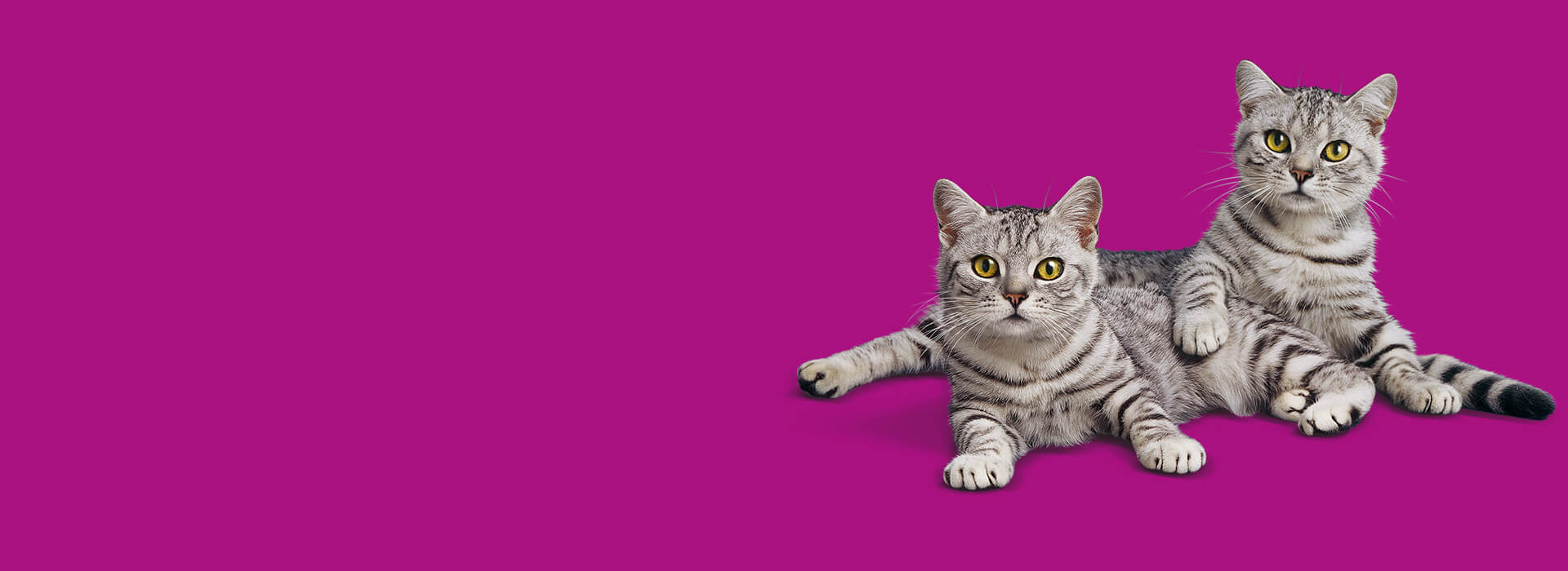 Whiskas new arrivals cat type