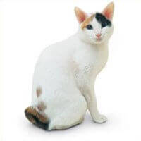 Japanese Bobtail