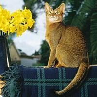 abyssinian