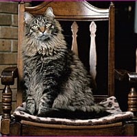 Maine Coon