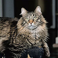 Maine Coon