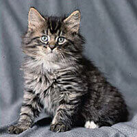 Norwegian Forest Cat