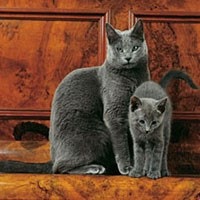 Russian Blue