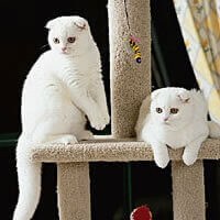 Scottish Fold