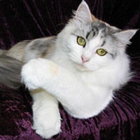 Siberian Forest Cat