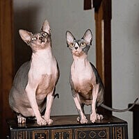 Sphynx