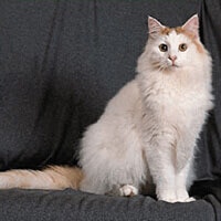 Turkish Van