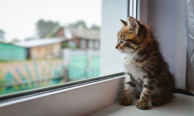 kitten at window