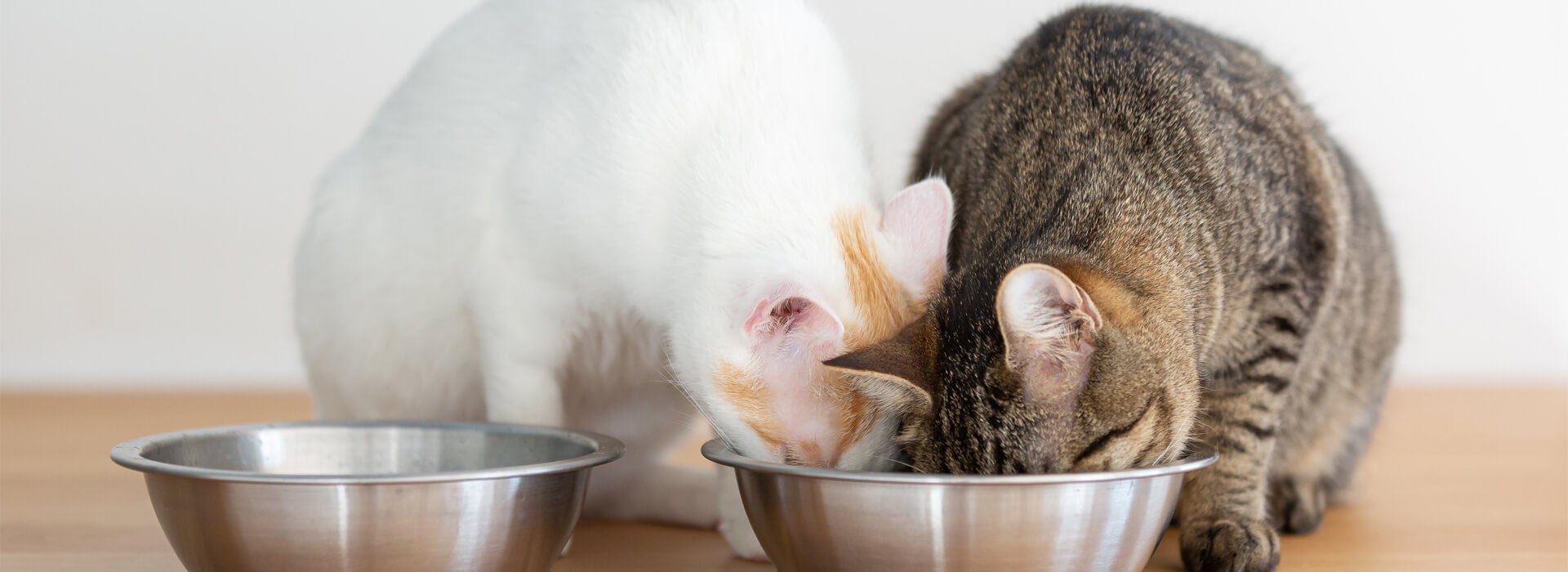 HOW LONG CAN CATS GO WITHOUT FOOD?
