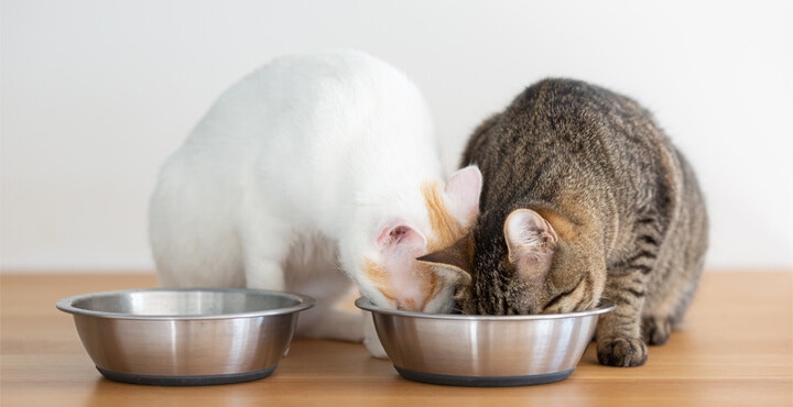 HOW LONG CAN CATS GO WITHOUT FOOD?