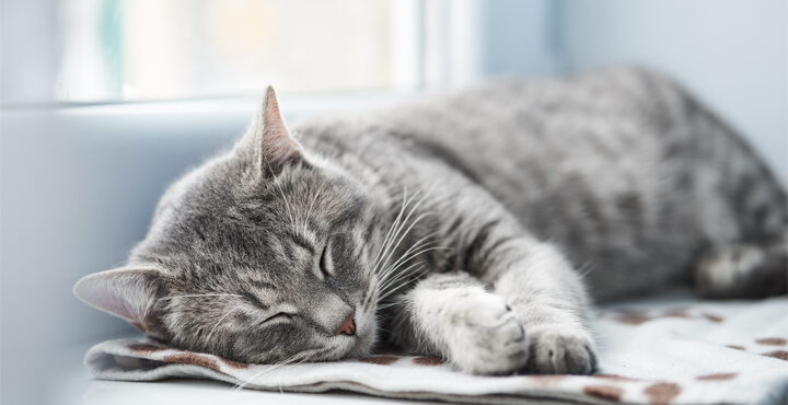 What to do if your senior cat has UTI