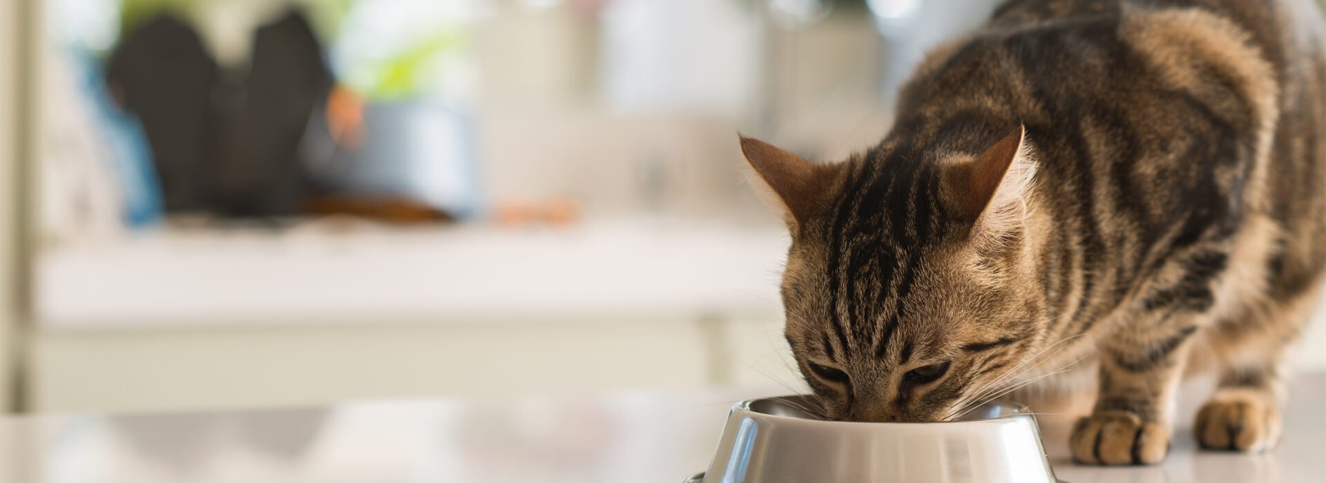 Can i feed my cat once a day shop