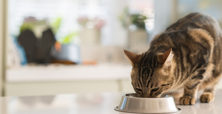 HOW MANY TIMES A DAY SHOULD I FEED MY CAT?