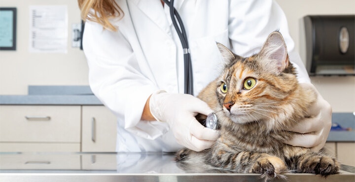 HOW TO TELL IF YOUR CAT IS SICK?