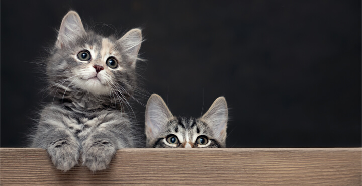 Kitten-proofing your home