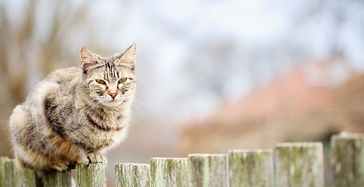 What to do if your older cat isn't eating