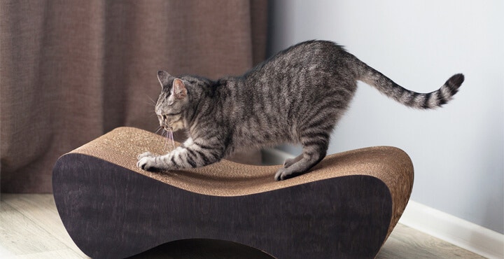 A CAT FRIENDLY HOUSE