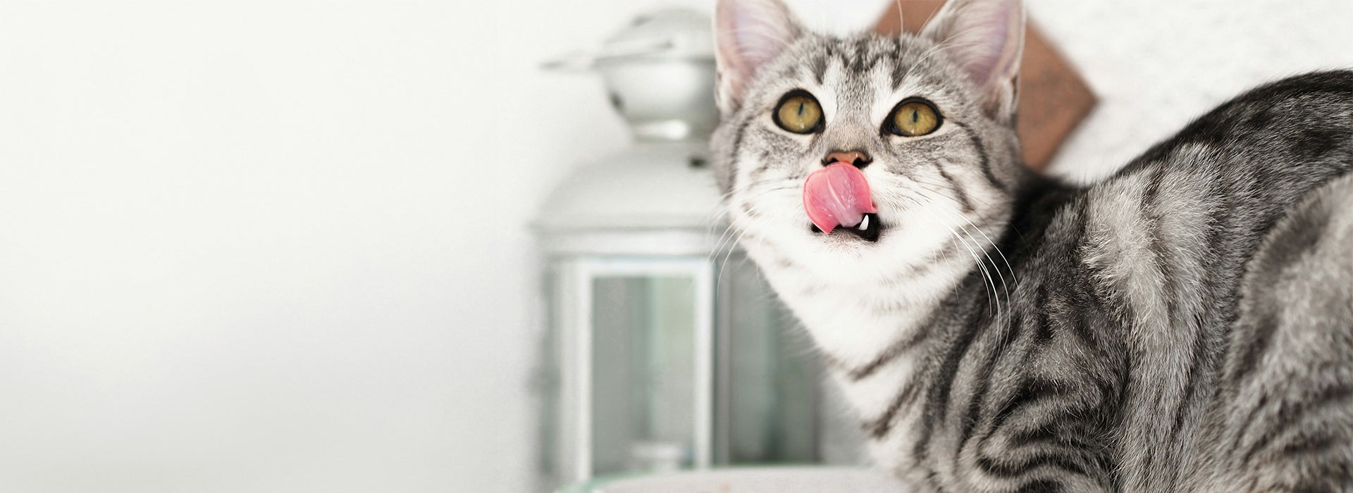 Whiskas Why cats eat strange things 1920px X 700px- Desktop