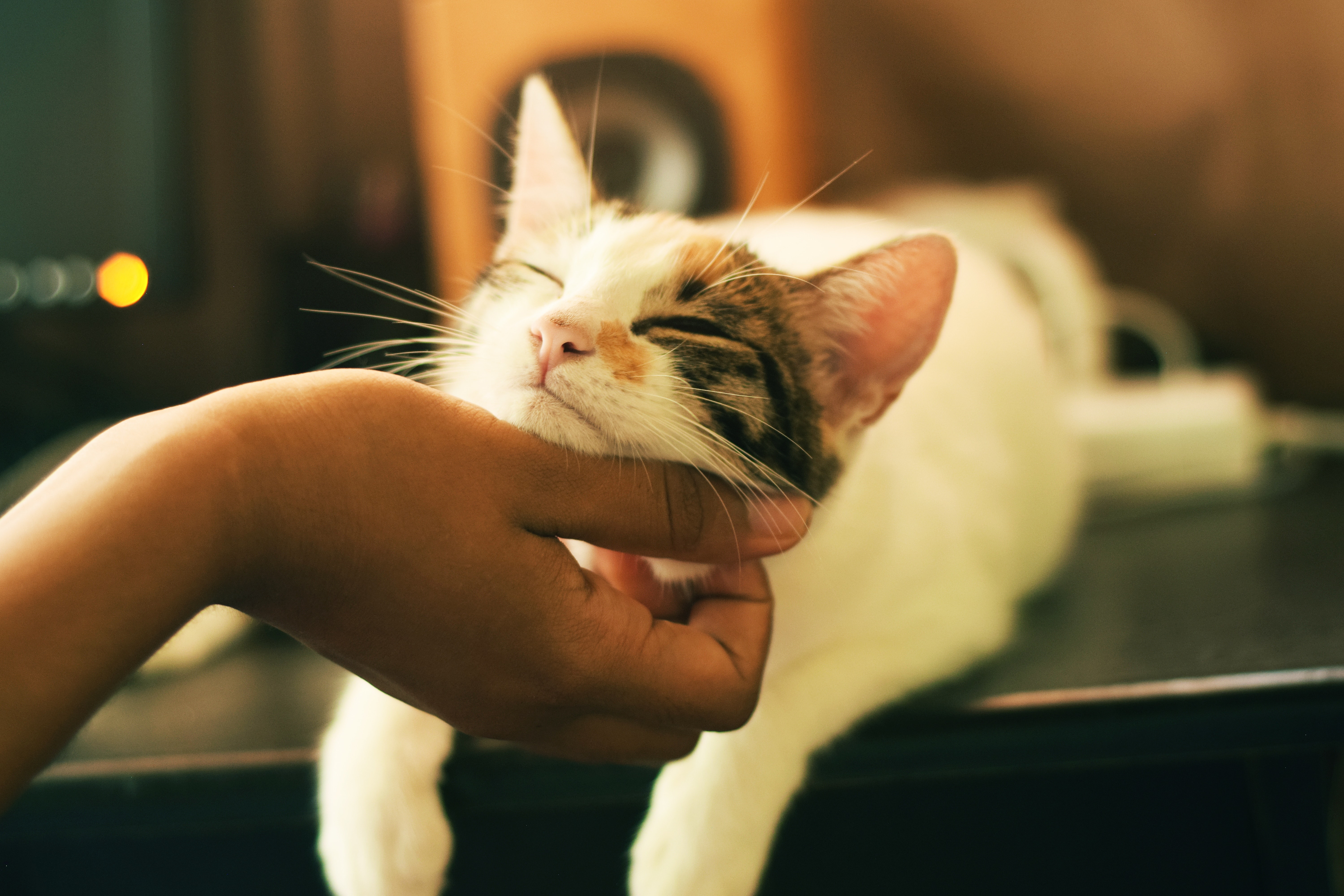 What Does A Cat's Purr Mean?