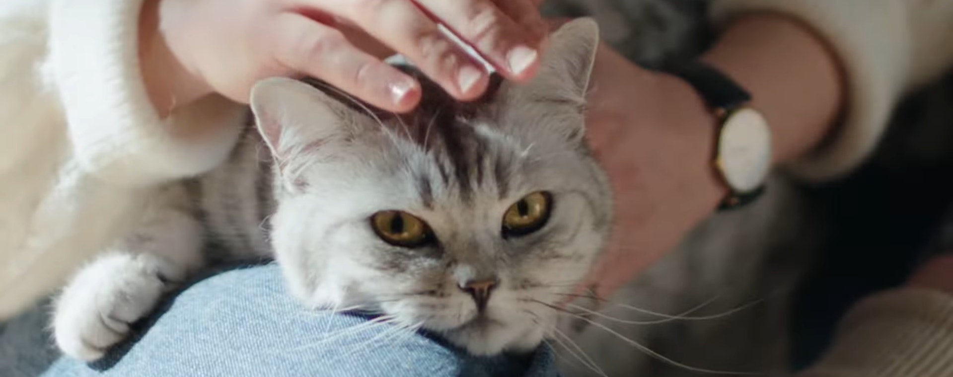 purradise video cover