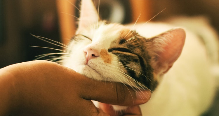 What Does A Cat's Purr Mean?
