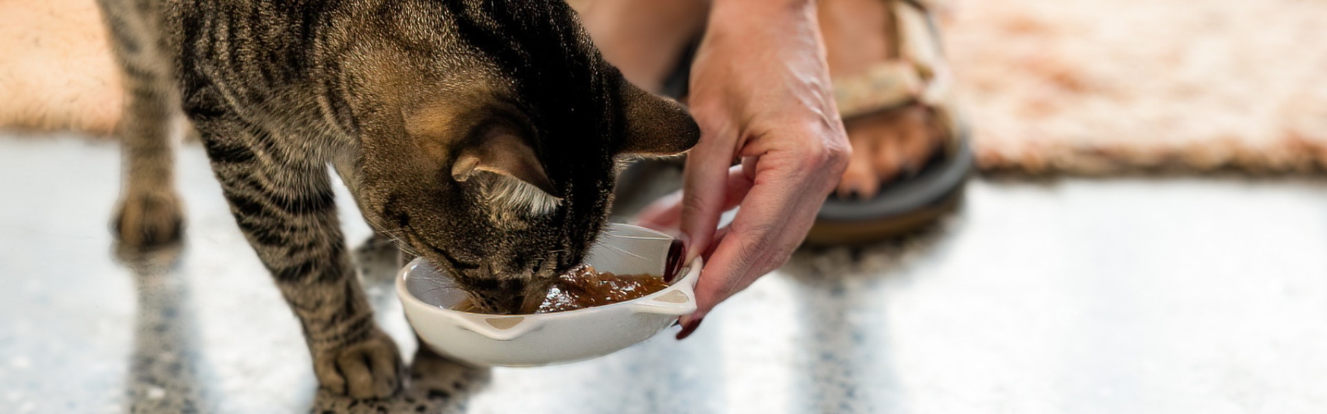 A cat eating from a bowl