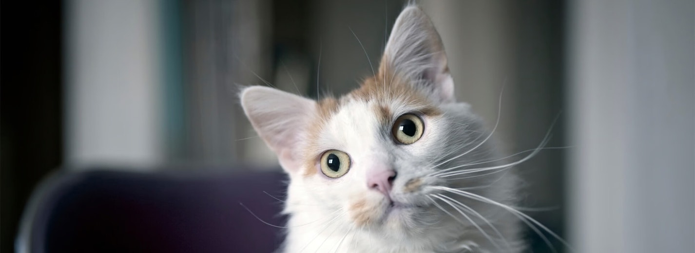 How to deal with cat hairballs?