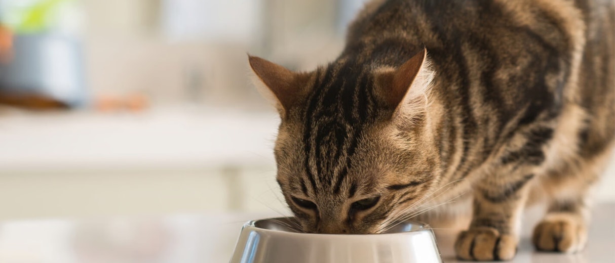 How many times a day should I feed my cat?
