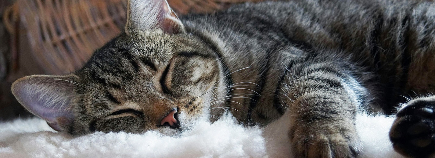 Do Cats Dream and What Happens During Sleep Cycles