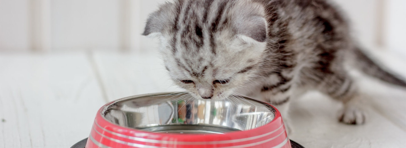 How often should I feed my kitten?