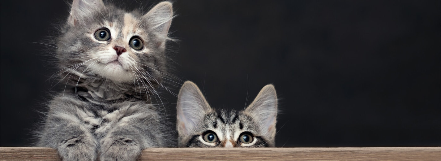 Kitten-proofing your home