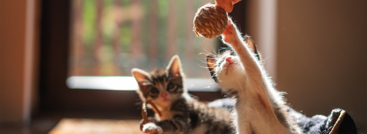 Kitten development: when does a kitten become a cat?