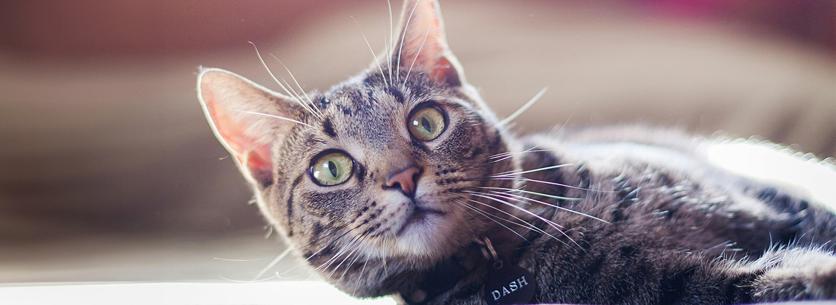 Using A Collar On Your Cat - Desktop