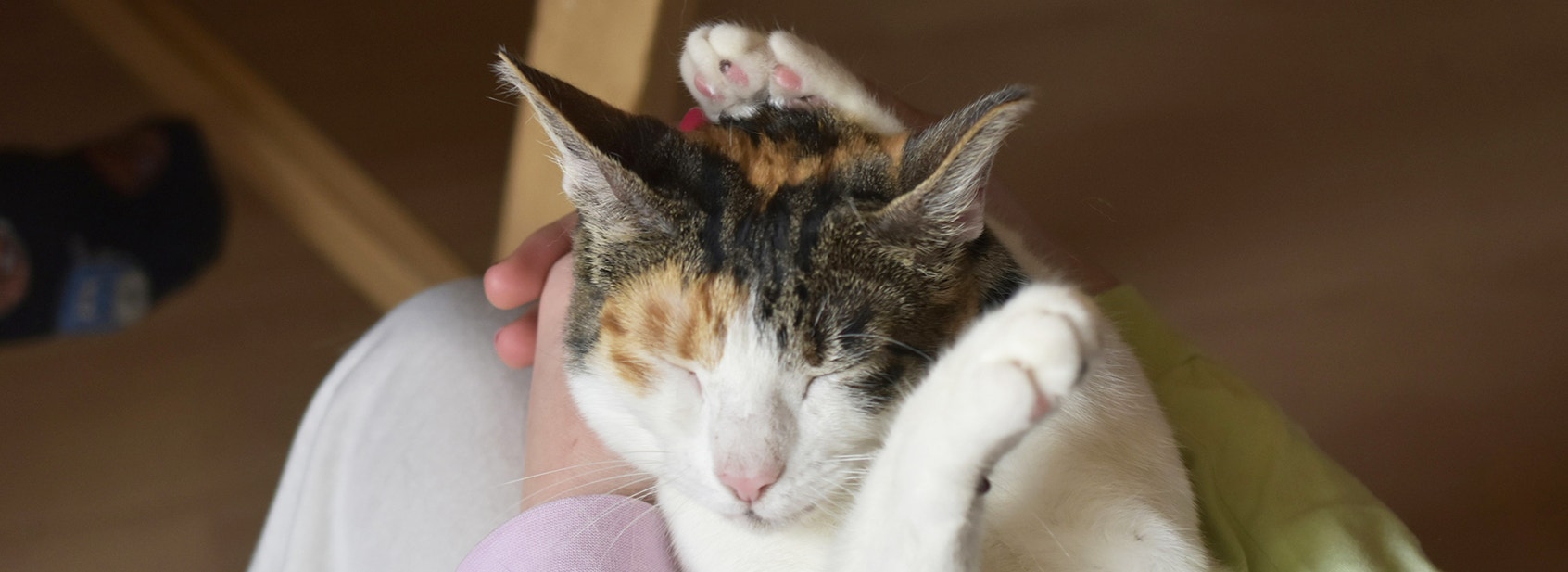 Cat Behaviours Explained Part 4: Your Cat's Mealtime Behaviours - Desktop