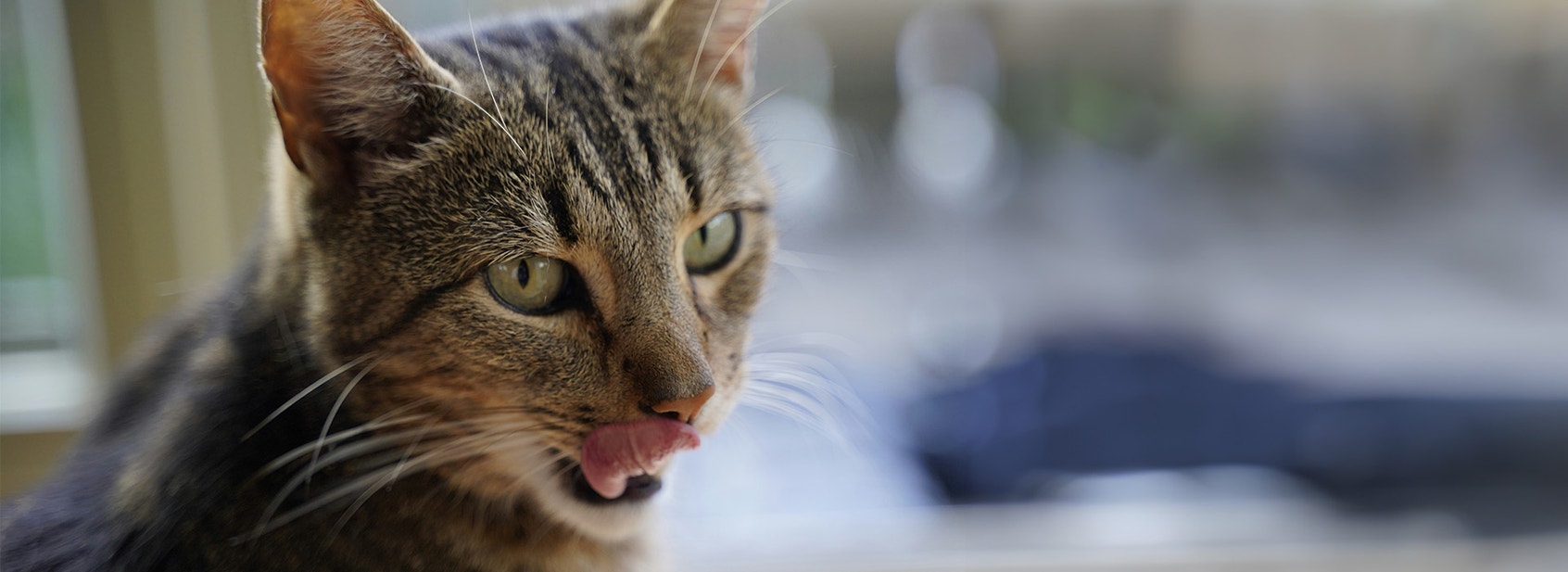 What Can Cats Taste? - Desktop
