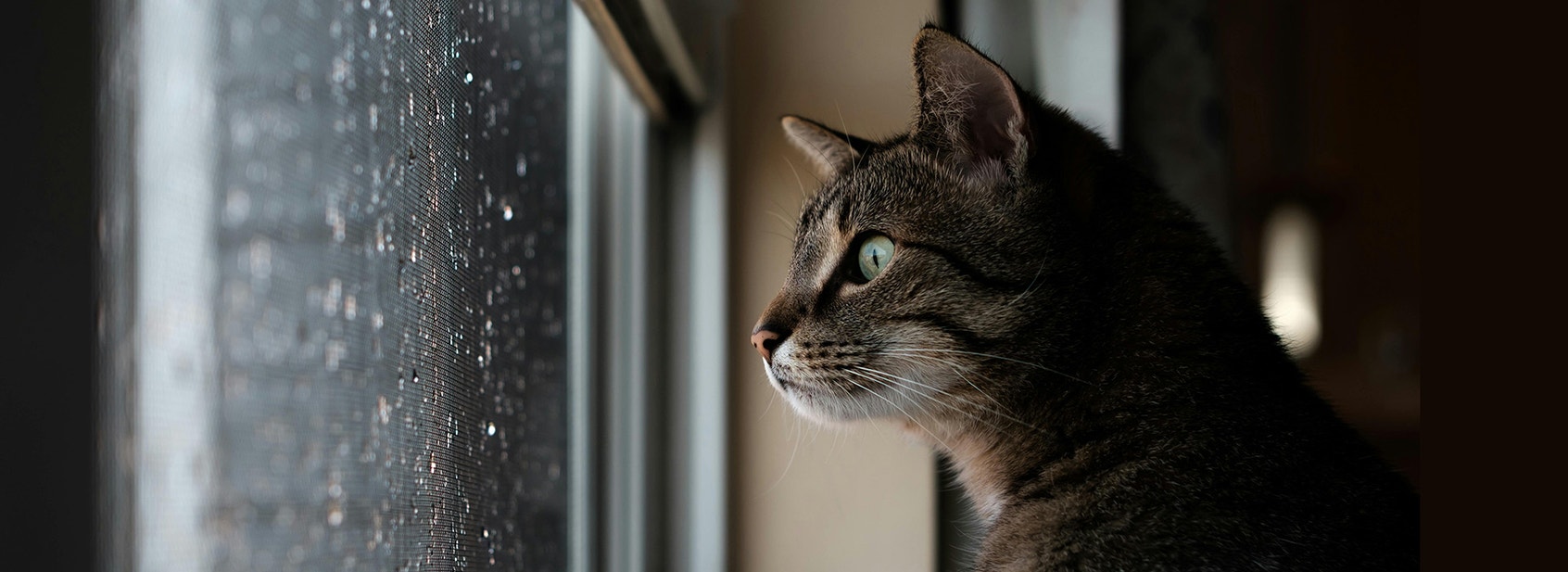 Cat Behaviours Explained Part 3: Vocalisations - Desktop