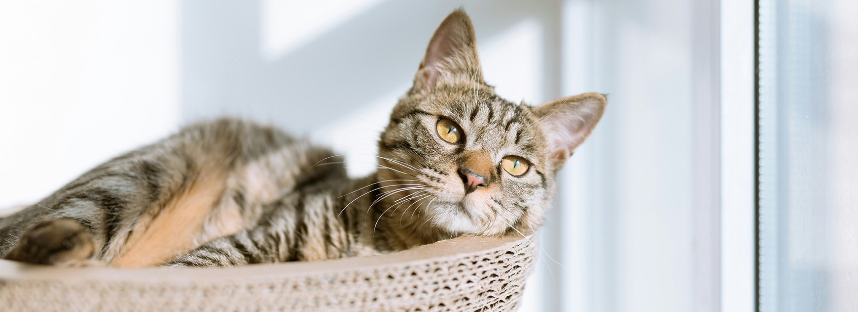 Litter Basics & How To Litter-Train Your Cat - Desktop
