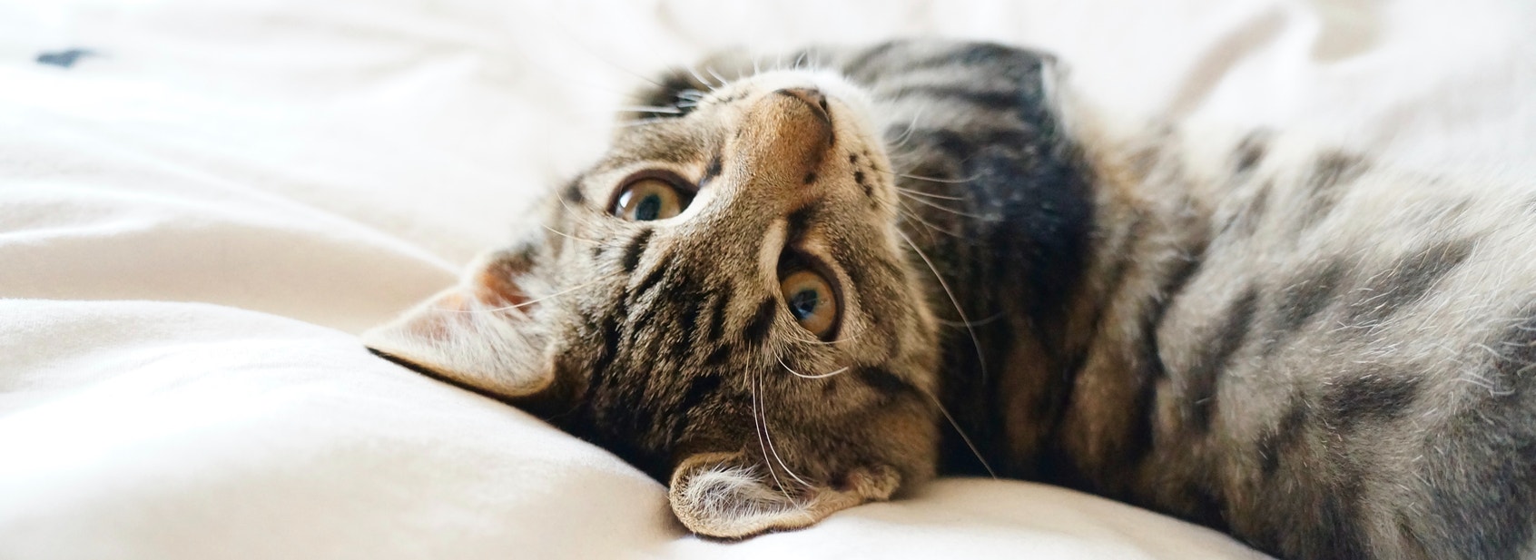 Understanding Kitten Behaviour & Communication - desktop