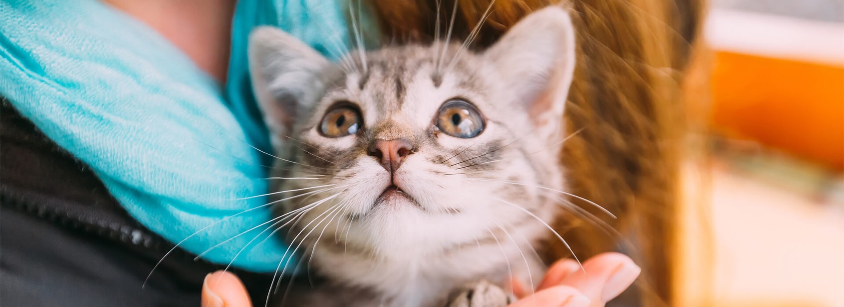 Your kitten's diet - Desktop