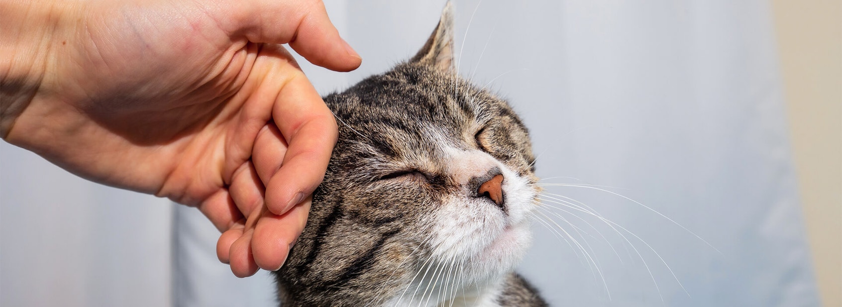 Adopting an older cat - Desktop