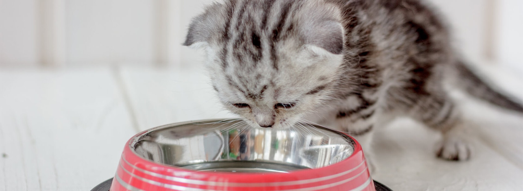 How often should I feed my kitten? - Desktop