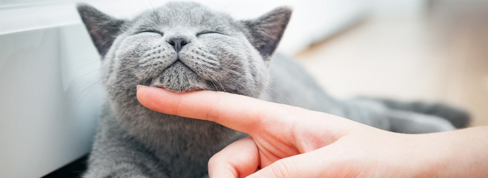 When is a cat a senior cat? - Desktop