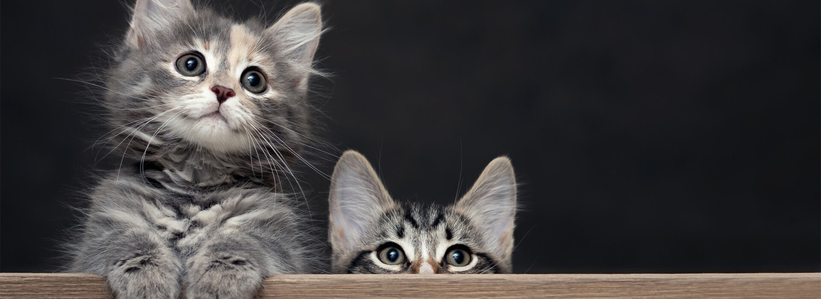 Kitten-proofing your home - Desktop