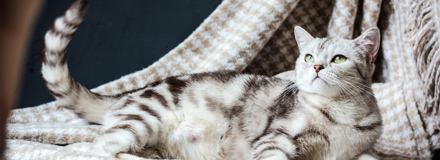 Caring for older cats - Desktop
