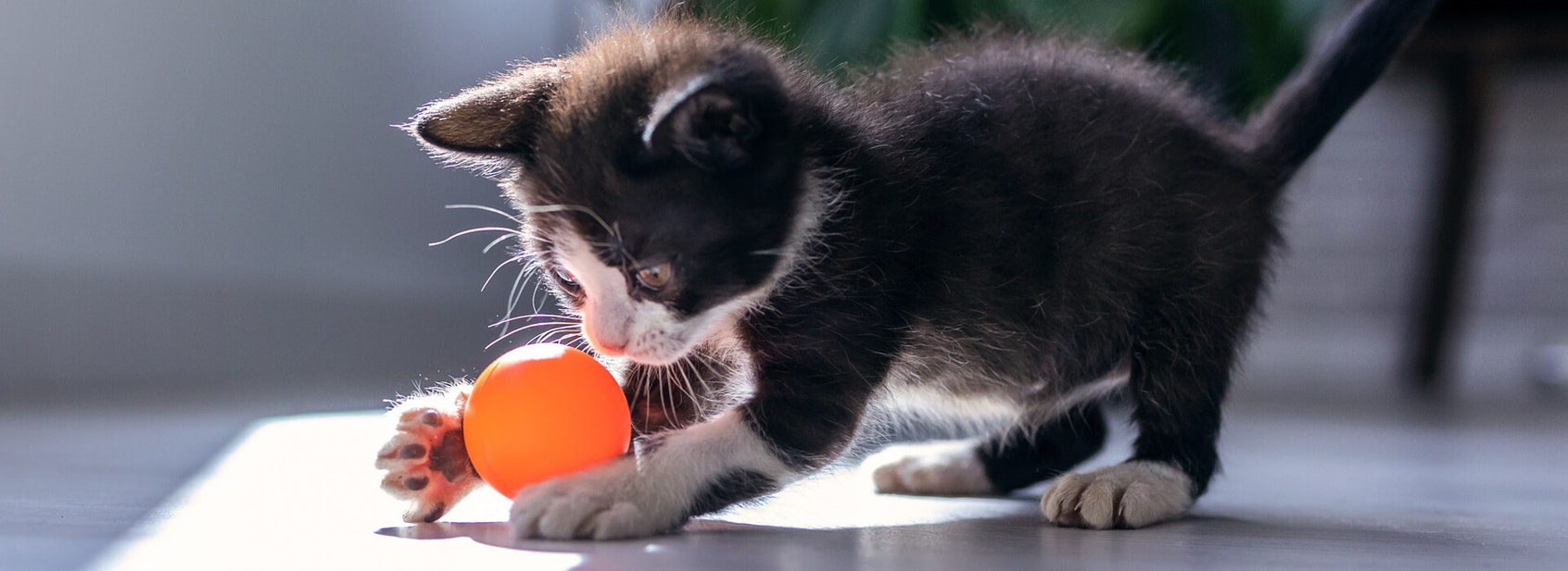 Your kitten's natural instincts - Desktop