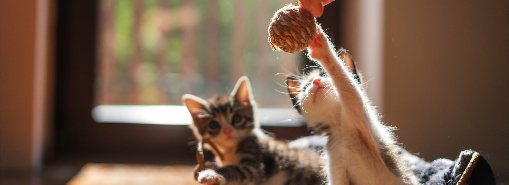 Kitten development: when does a kitten become a cat? - Desktop