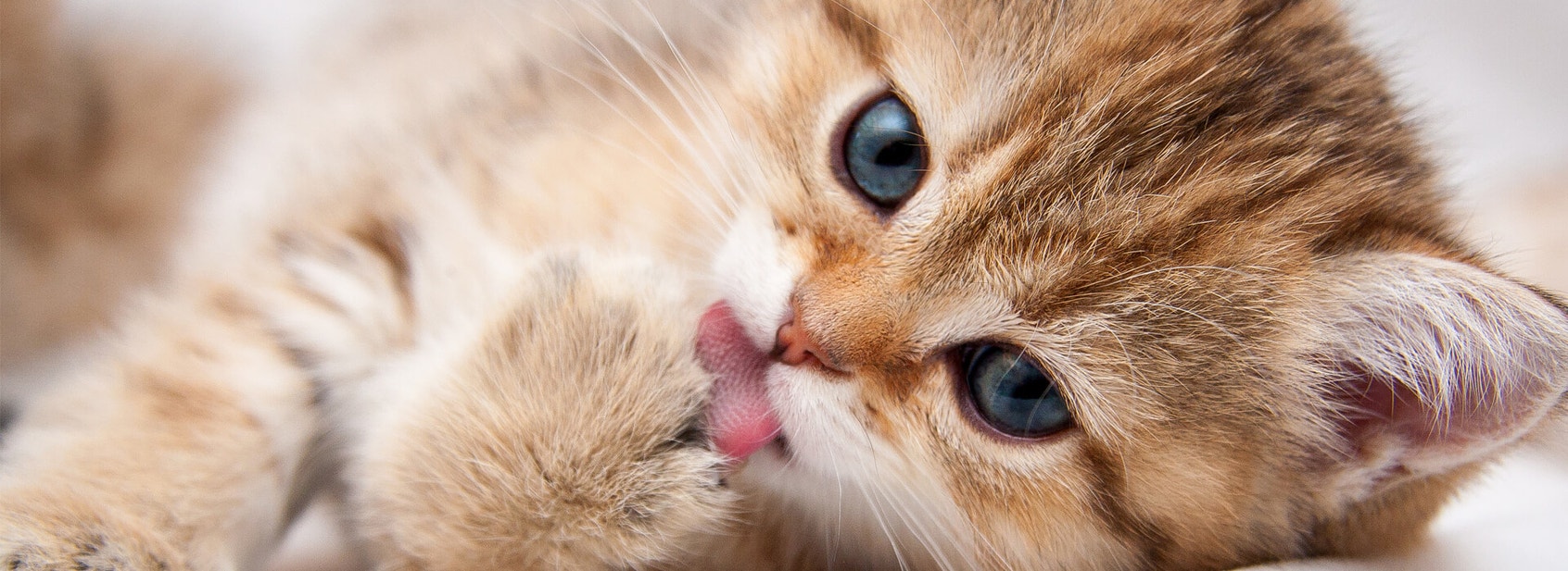 How to check your kitten's health - Desktop
