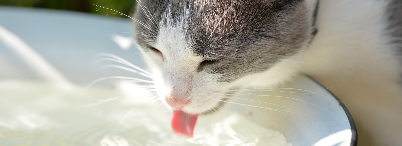 Indoor and Outdoor Cats - Desktop